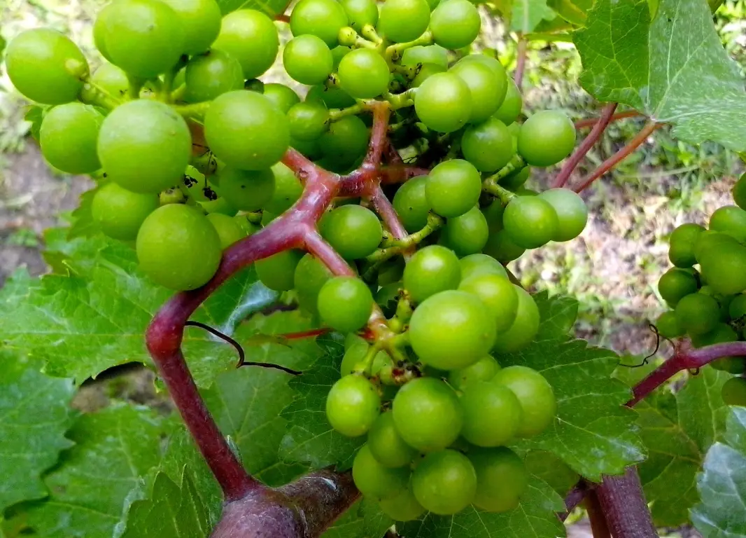 台灣葡萄種植季節