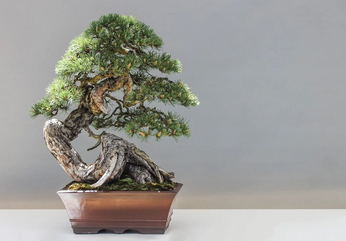 盆景教學入門指南：從零開始打造你的微型森林