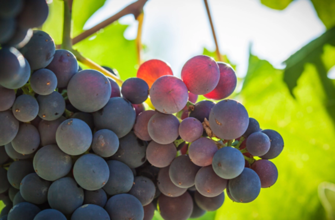 台灣葡萄種植季節