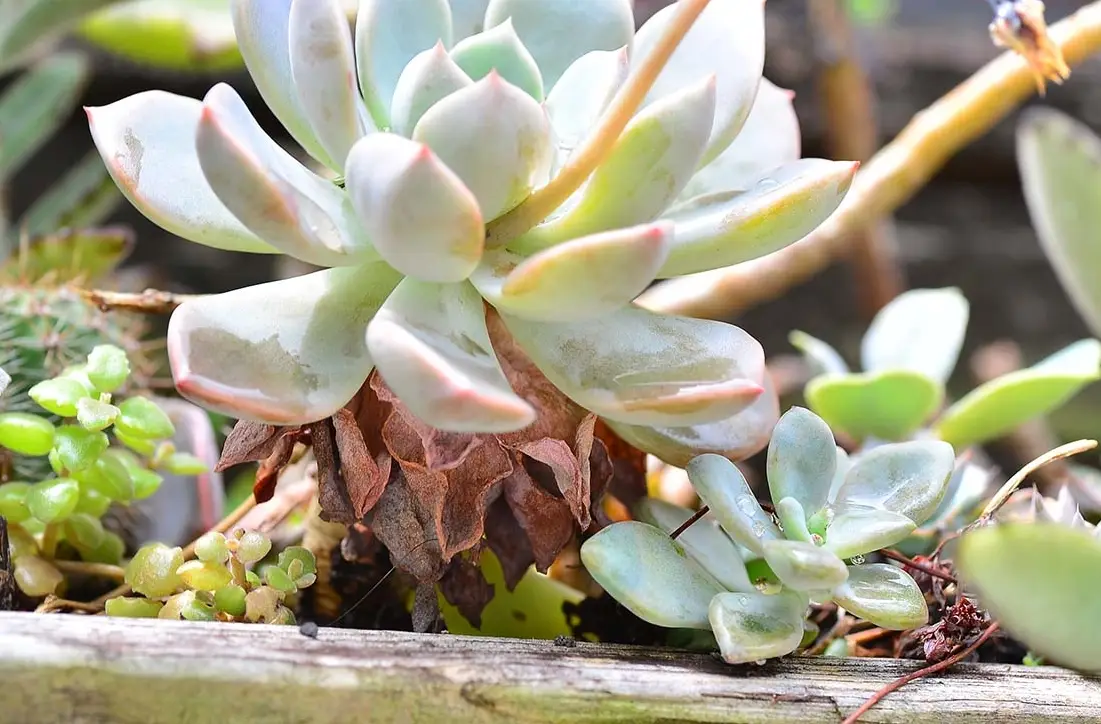 多肉分支終極指南：讓你的多肉爆炸性生長與繁殖秘訣