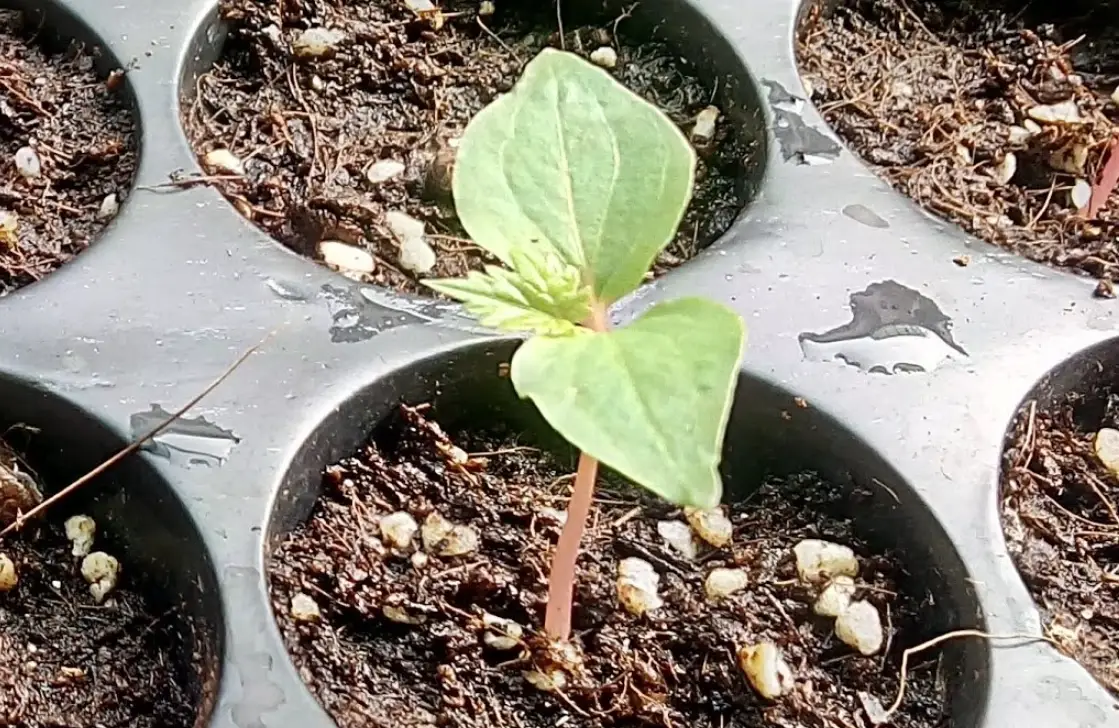 葡萄種子育苗全攻略：從選種到定植的專家指南