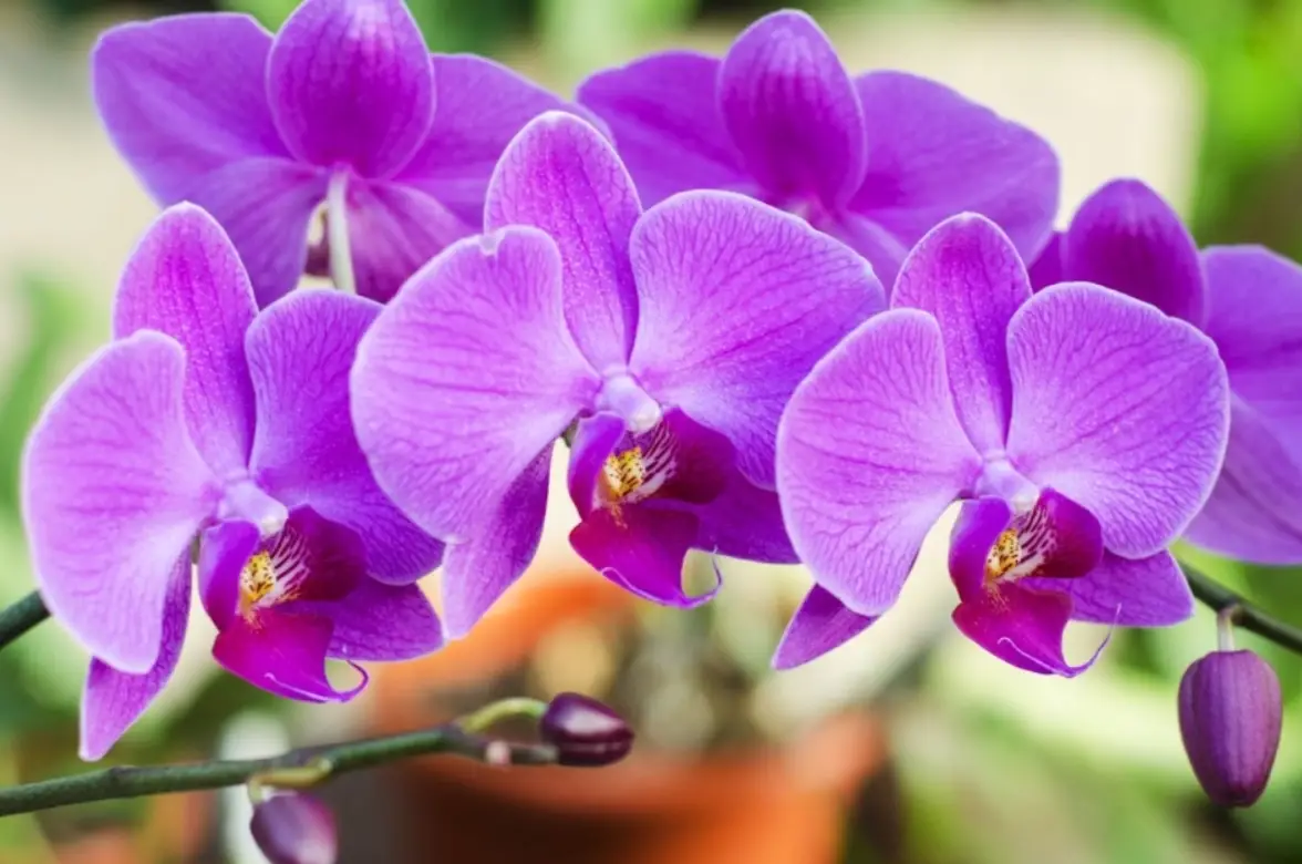 新手必看！10個養蘭禁忌與破解之道，讓你的蘭花不再莫名枯萎