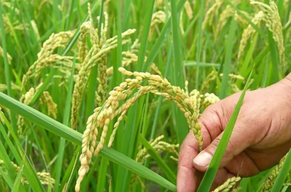 台灣水稻種植時程
