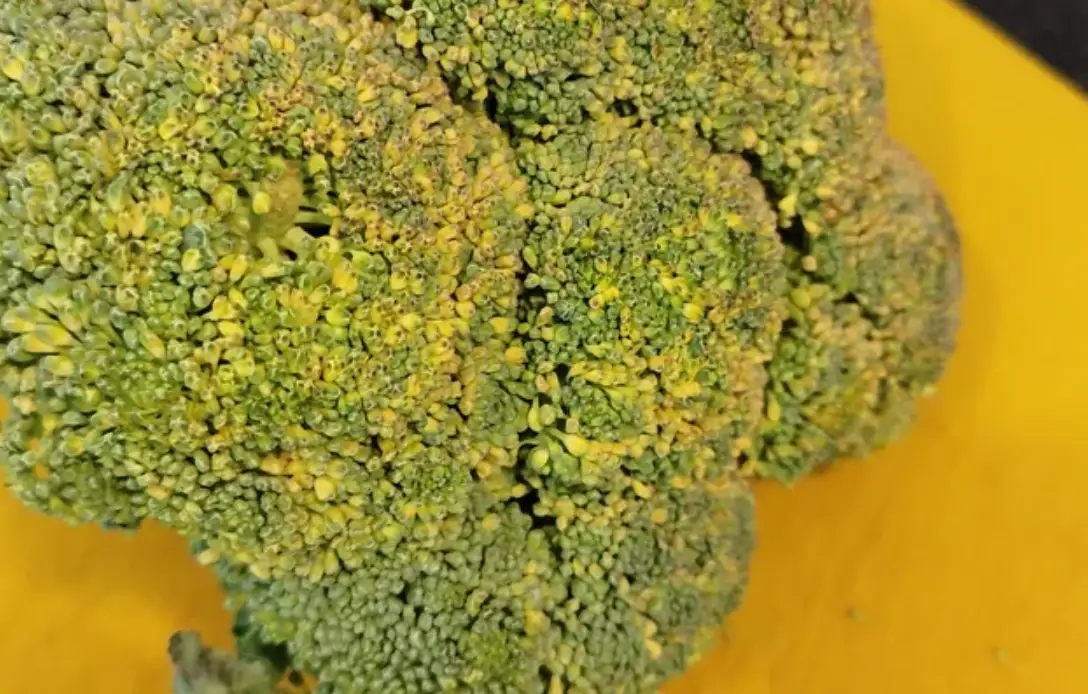 青花菜變黃別急著丟！專家教你3招急救與5大預防心法