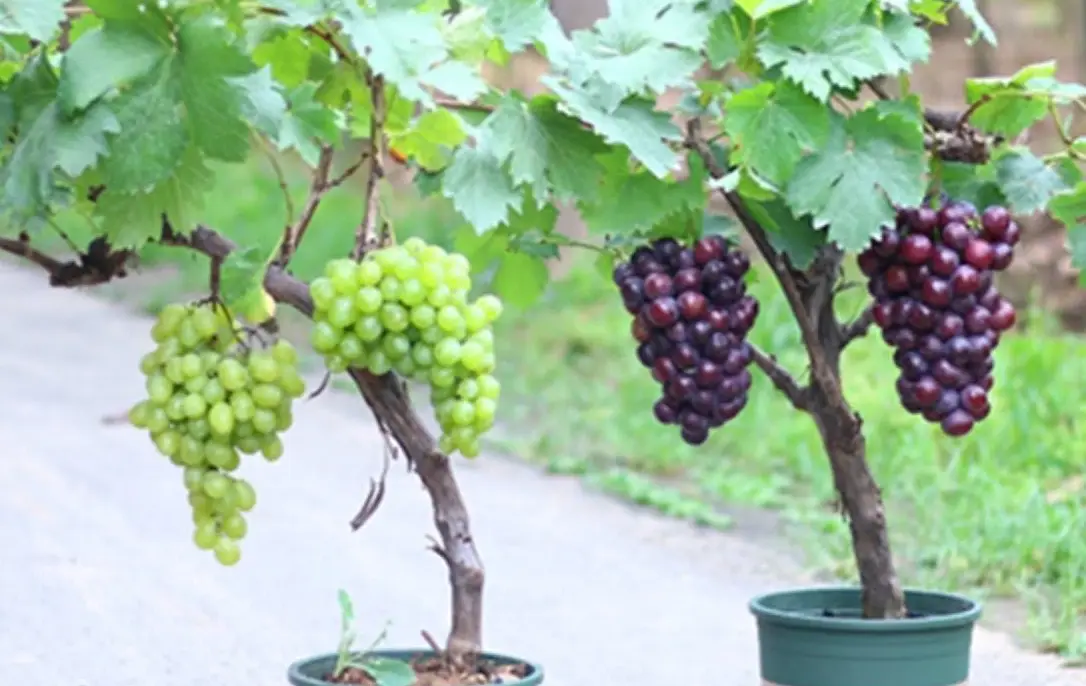 葡萄種植盆栽全攻略：陽台種出甜葡萄的品種挑選與四季養護