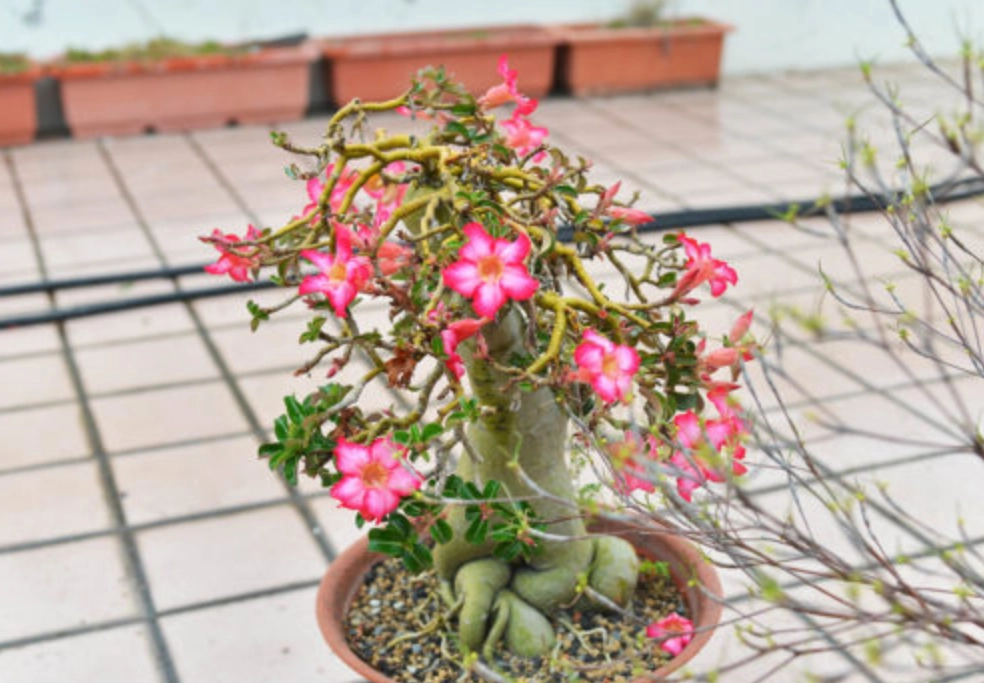 低維護室外植物