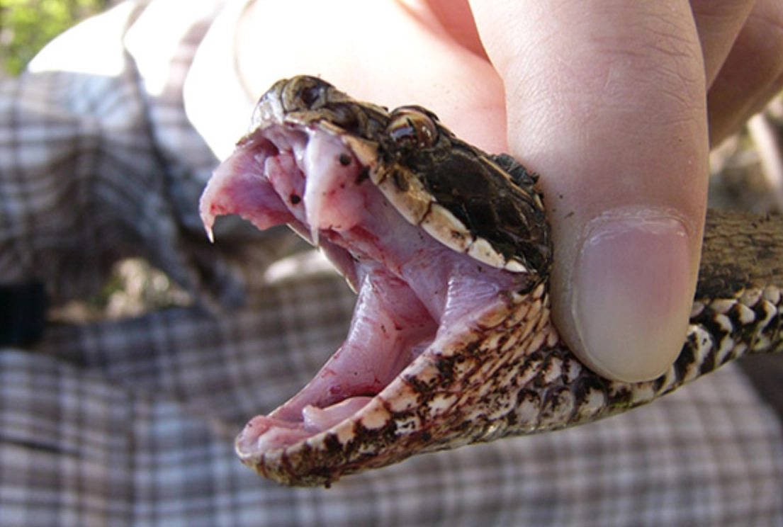 夢見拔蛇牙 吉凶