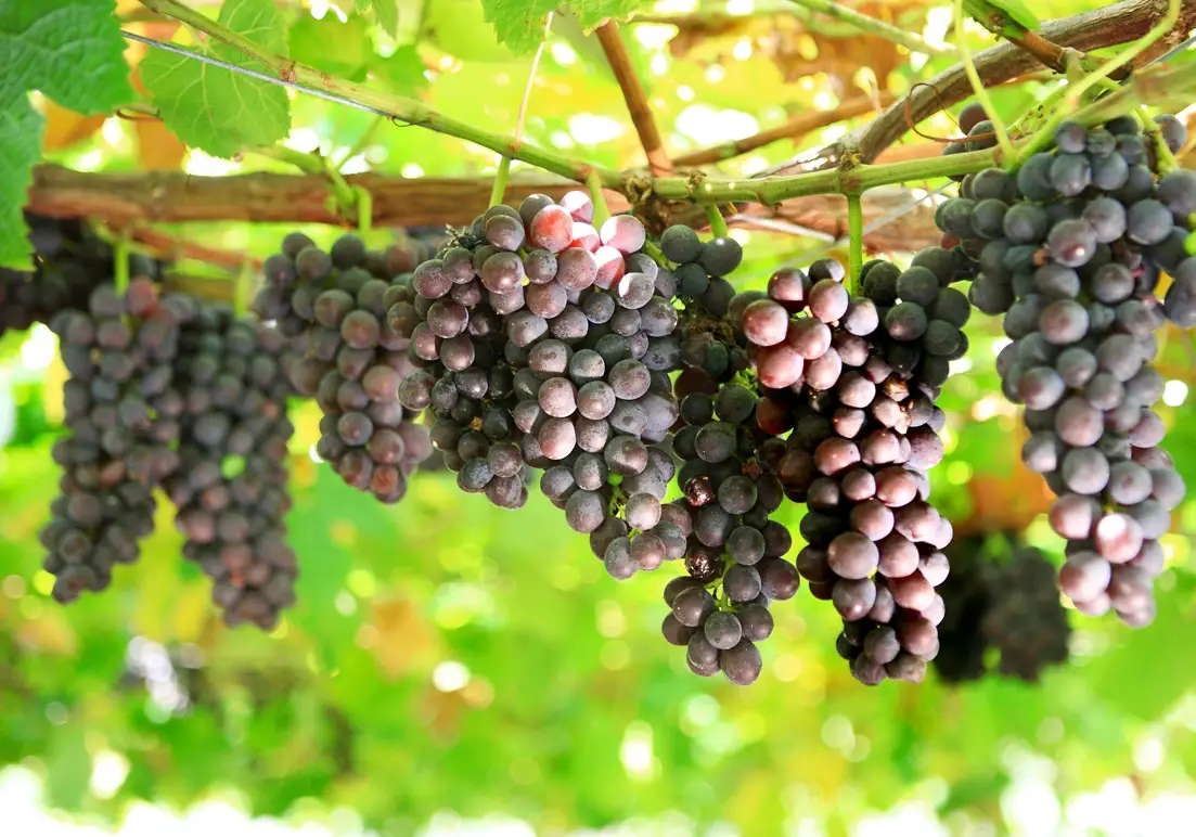 台灣葡萄品種