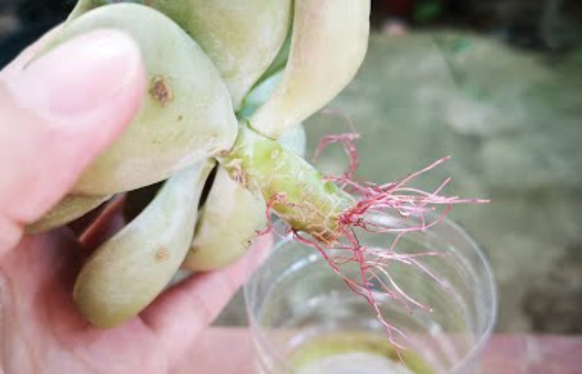 多肉 扦插 生根