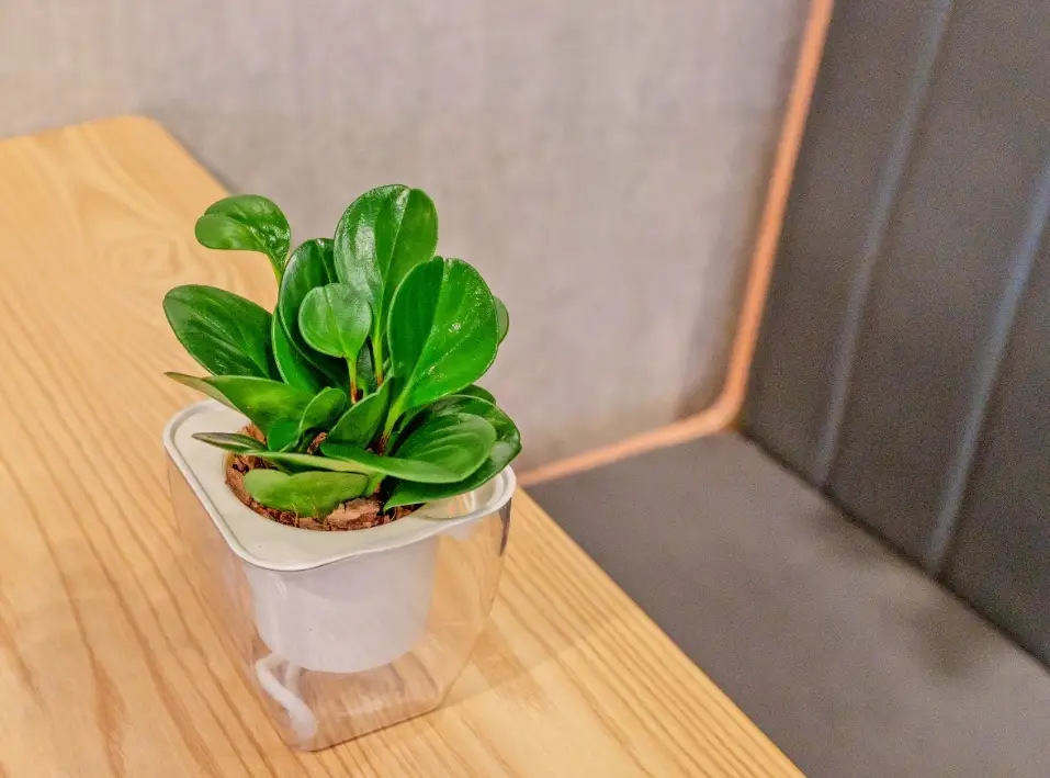 圓葉椒草水培方法