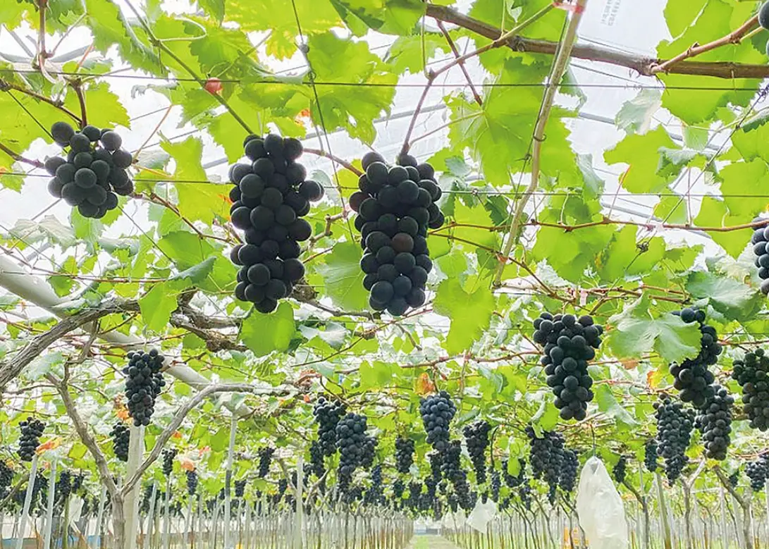 葡萄什麼時候種