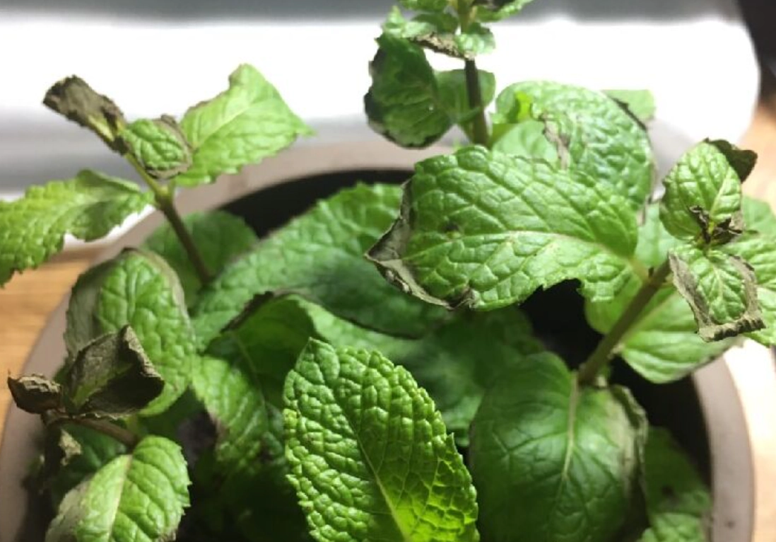 薄荷葉子變黑