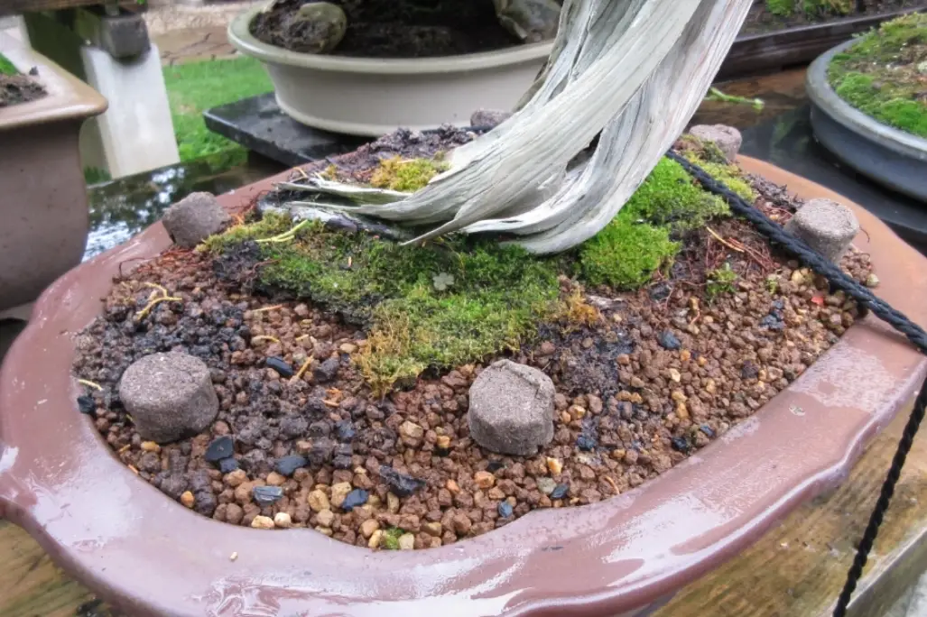 盆栽肥料怎麼選