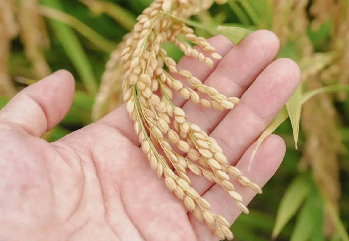 水稻生育時期計算