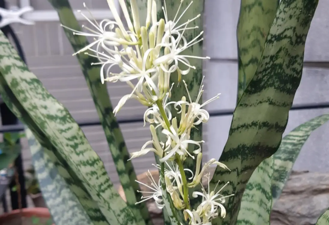 虎尾蘭 開花 意義