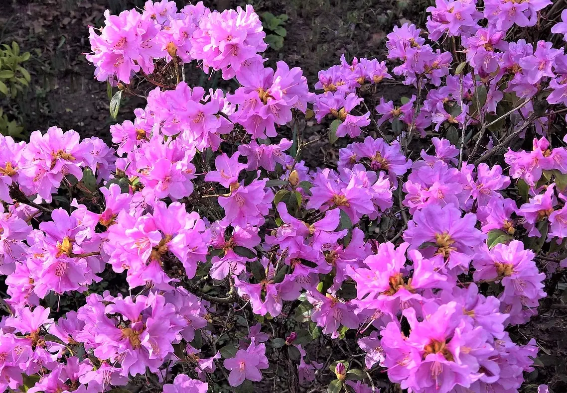 春天開花的植物圖鑑：精選10種台灣常見春花與賞花景點推薦