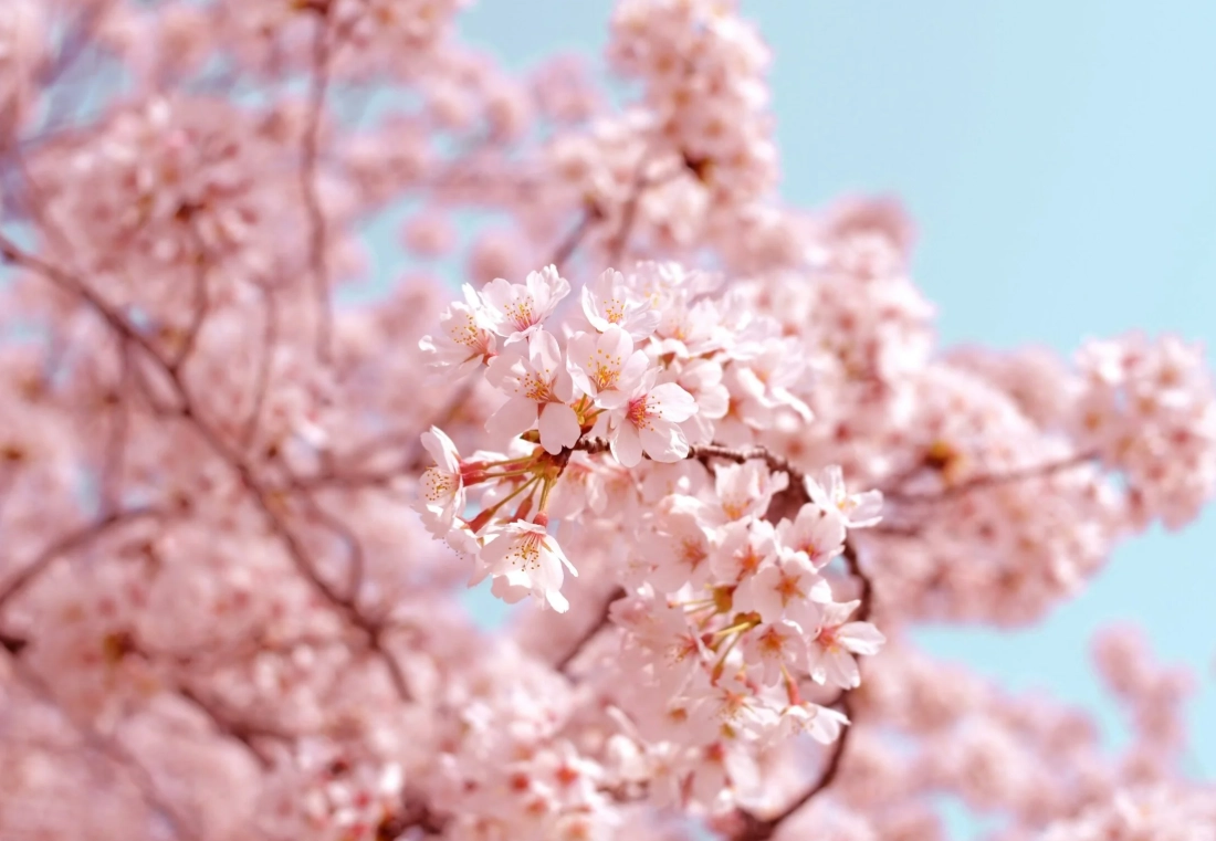 台湾春天赏花景点全攻略：热门花海与秘境推荐