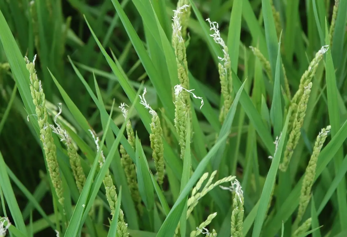 台灣水稻種植時程