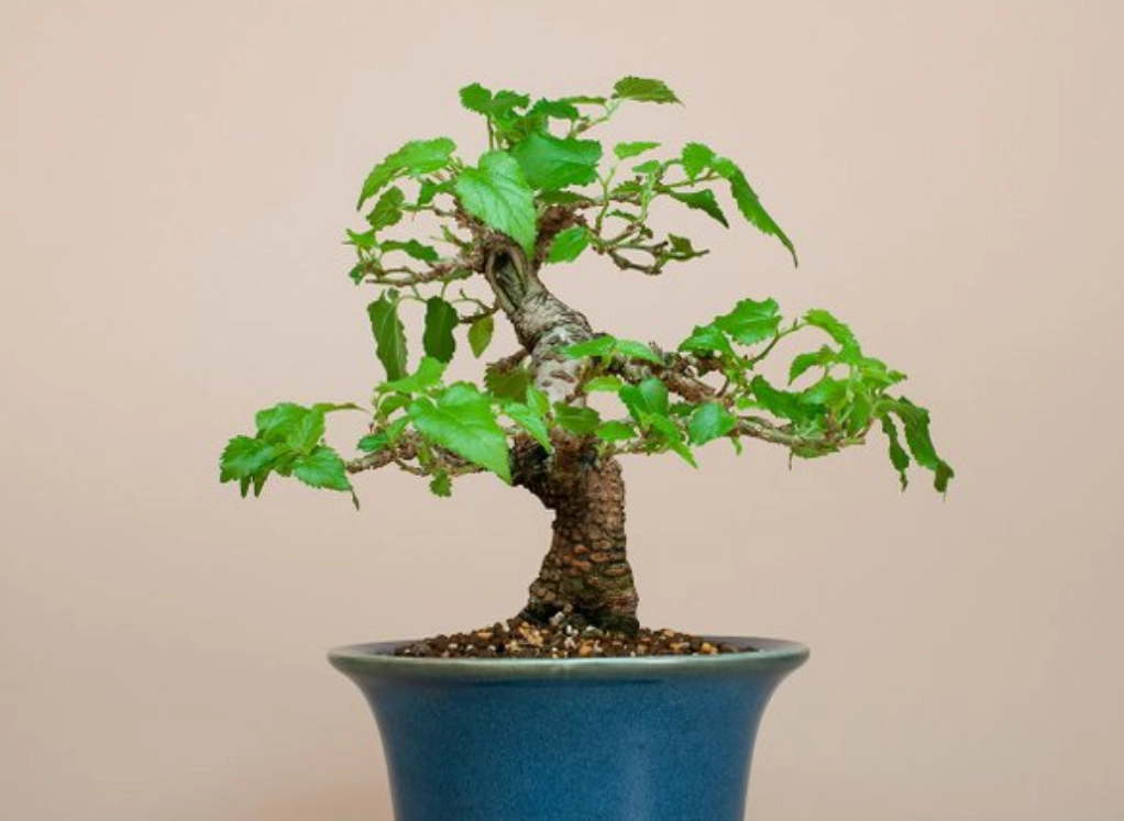 造型盆栽入門指南：從選材到養護，打造你的綠色藝術品