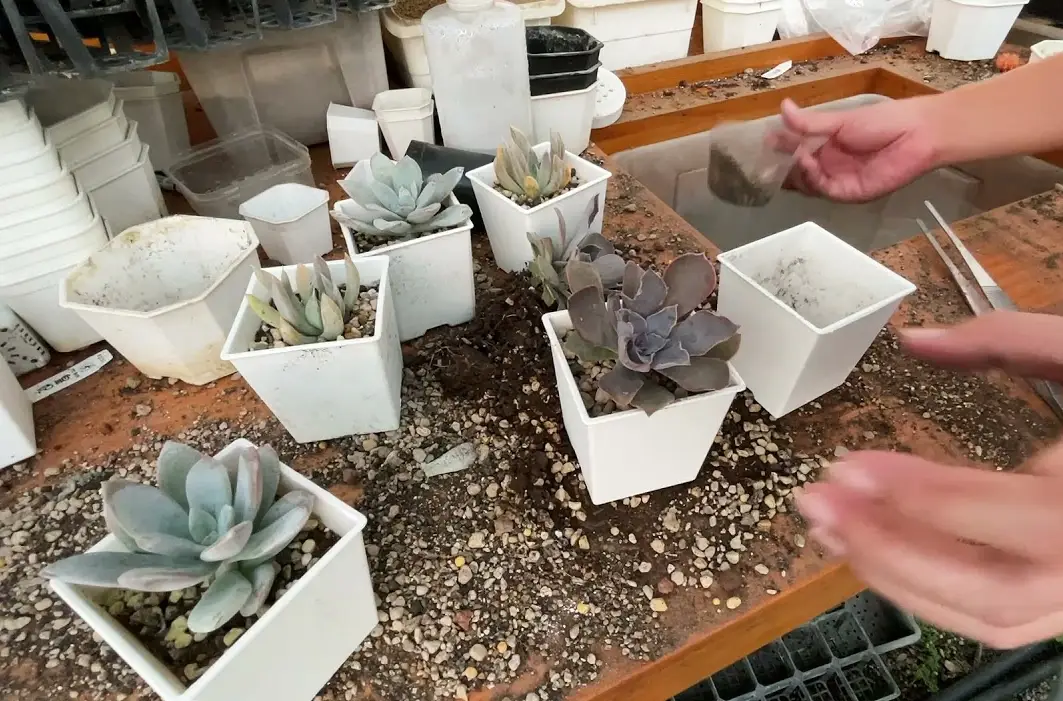 多肉植物換盆步驟