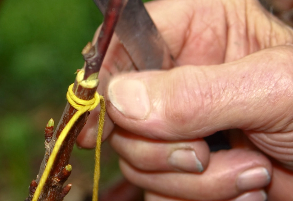 植物嫁接種類全攻略：從原理到實作，打造你的夢幻果園與花園