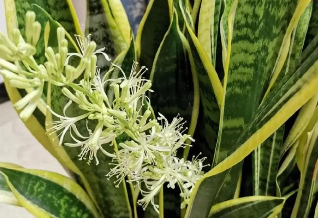 虎尾蘭 開花 風水