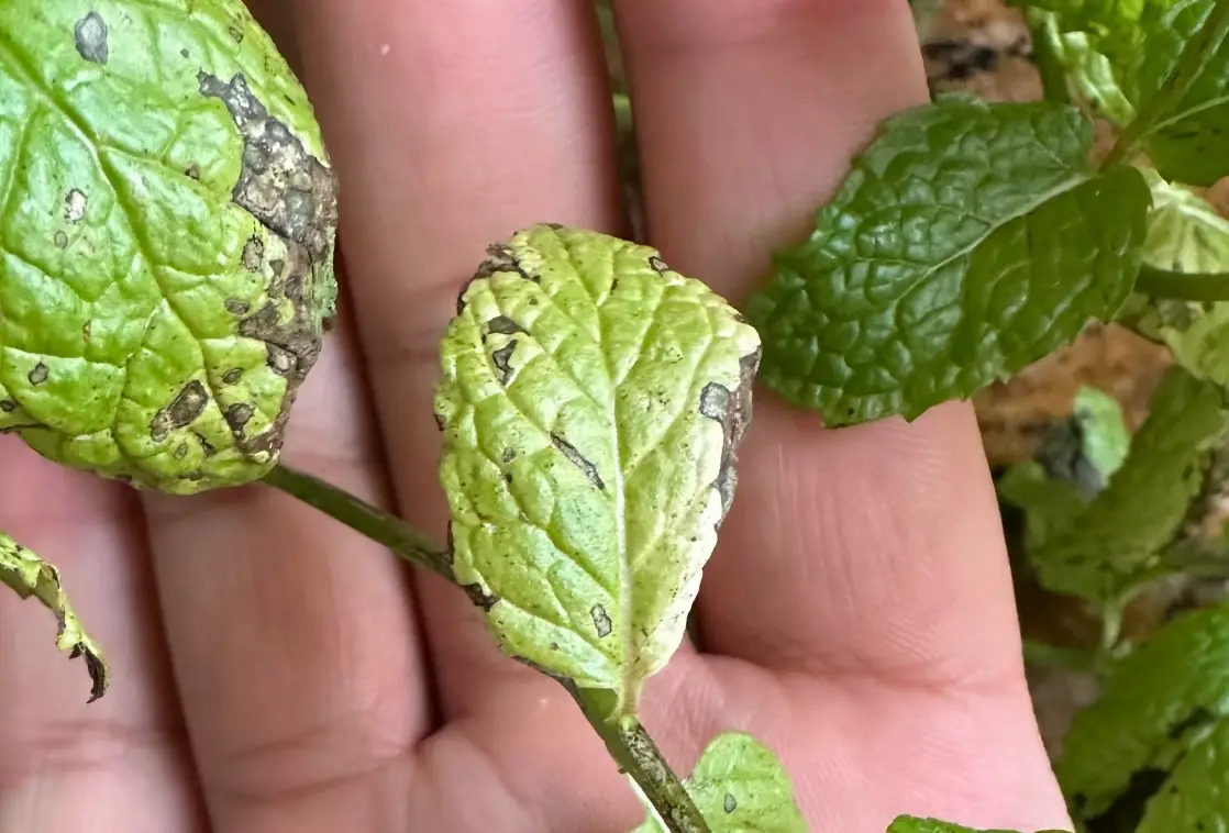 薄荷葉黑點 原因