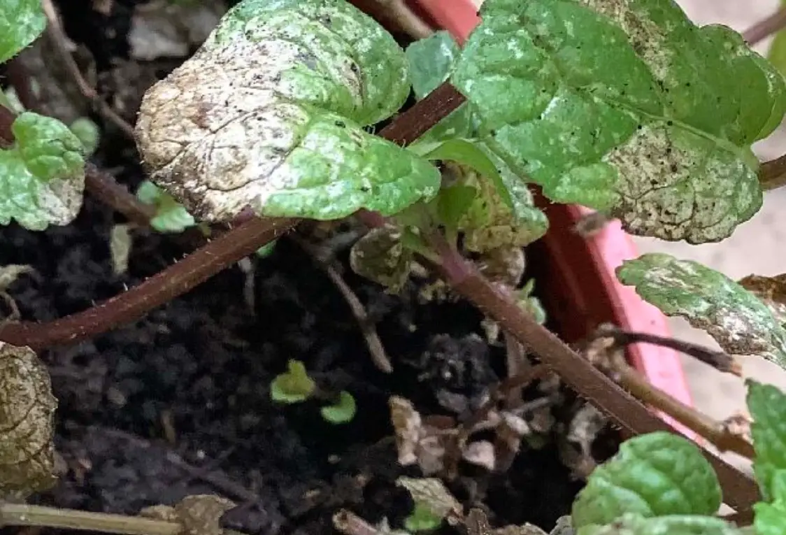 薄荷斑枯病全攻略：快速識別、有效治療與預防技巧