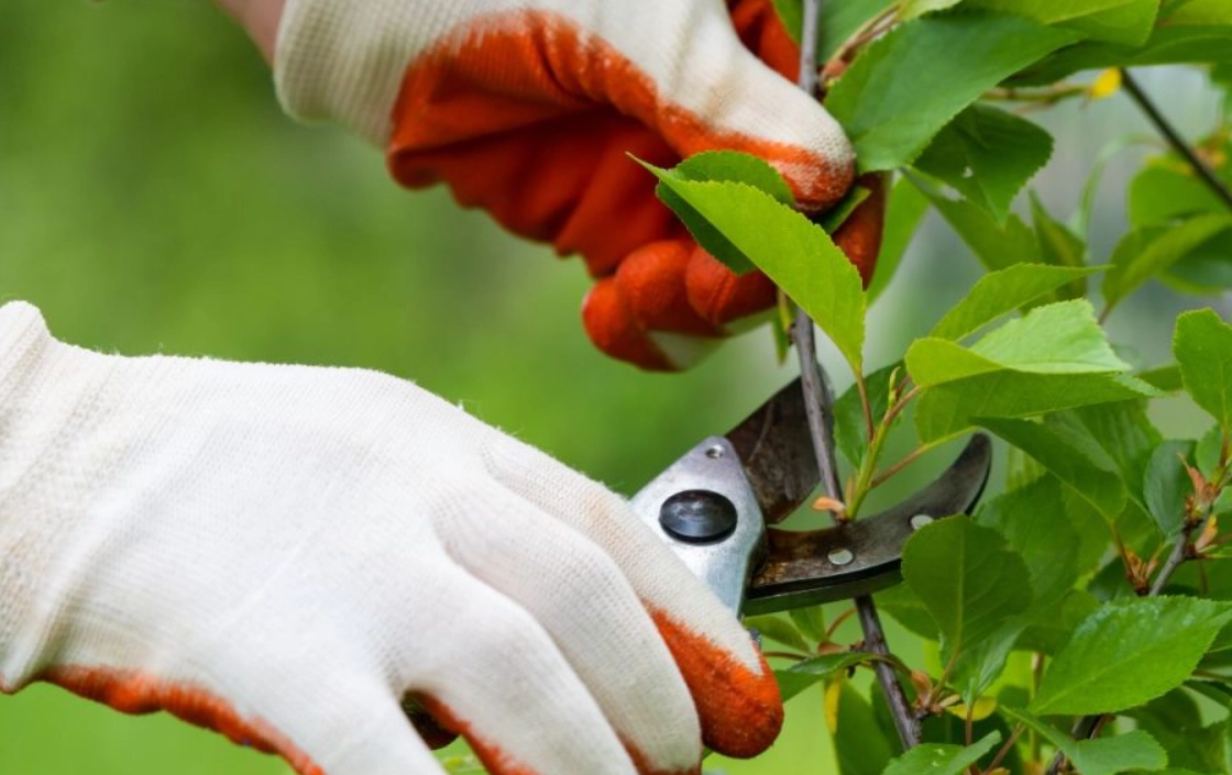 植物修剪技巧全攻略：從基礎到進階，讓你的綠植更健康