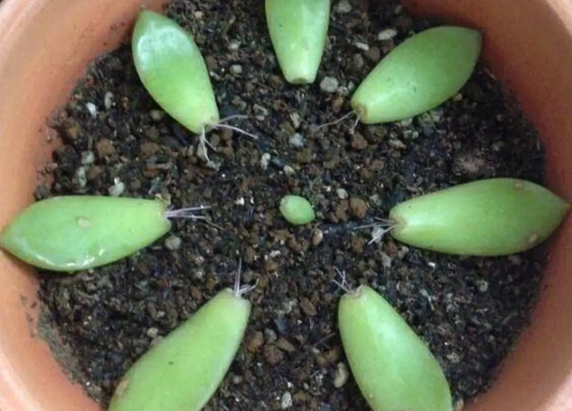 多肉 扦插 生根