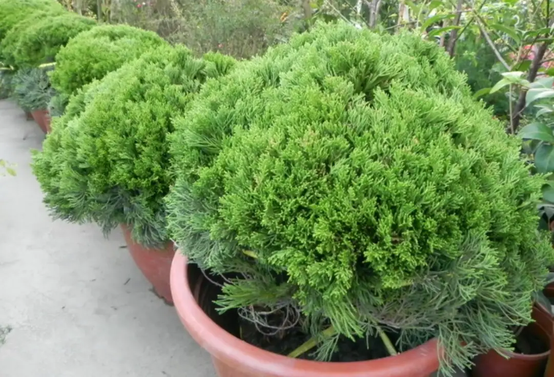 龍柏圓柏差異 龍柏圓柏差異