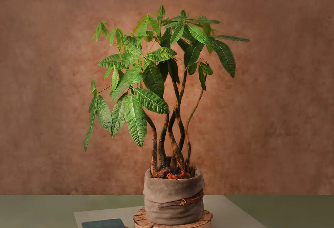 發財樹怎麼養？掌握這7個關鍵，讓你的招財樹綠意盎然不爛根！