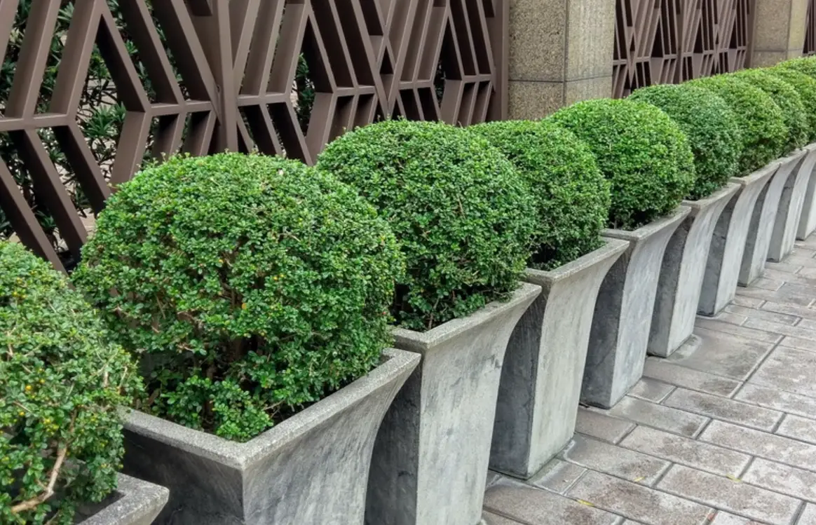 台灣造型灌木推薦