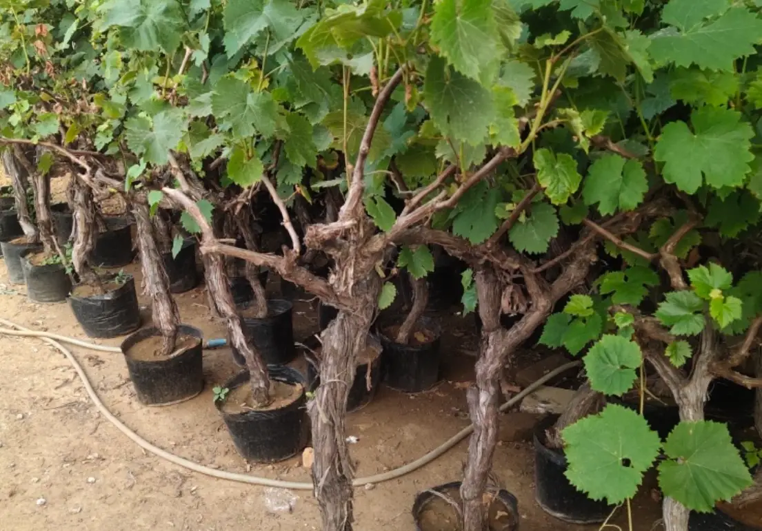 陽台種葡萄 陽台種葡萄