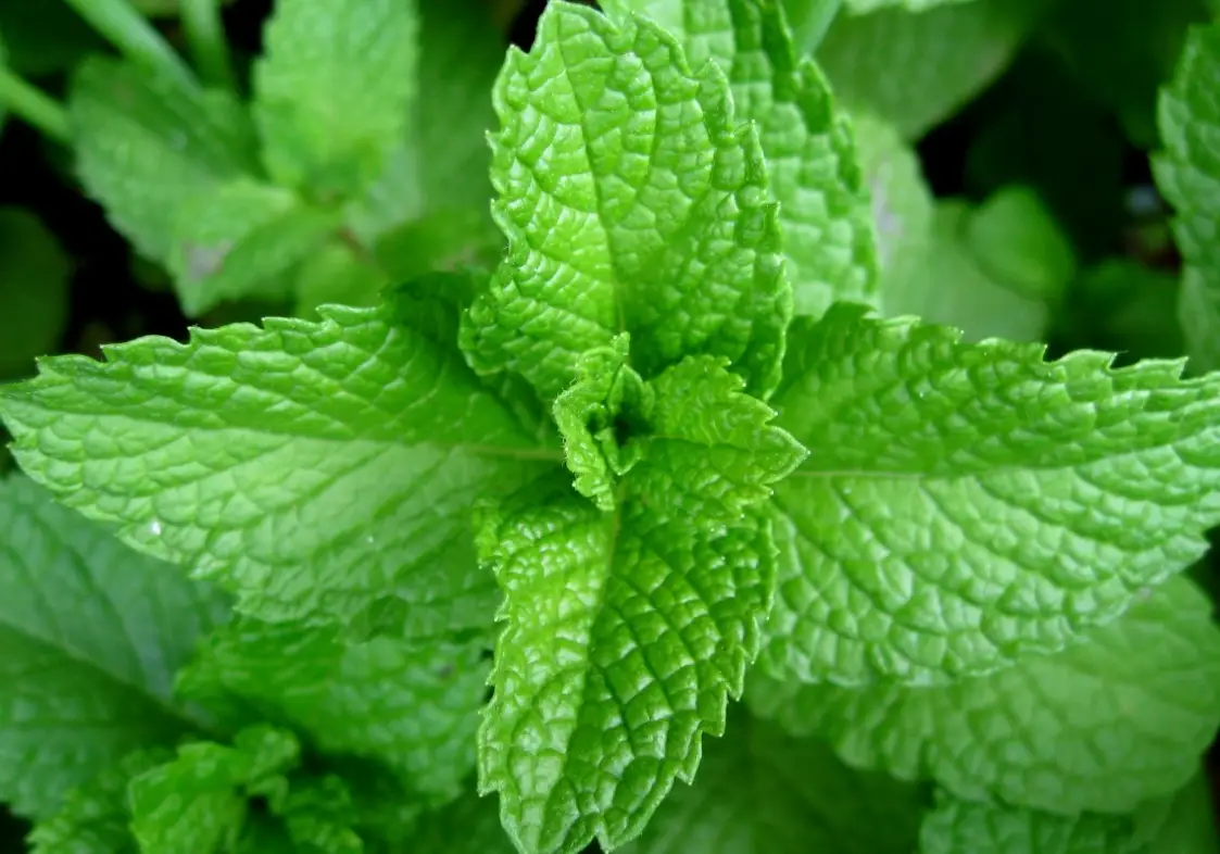 薄荷怎麼養？掌握5大關鍵，輕鬆爆盆採收不斷！