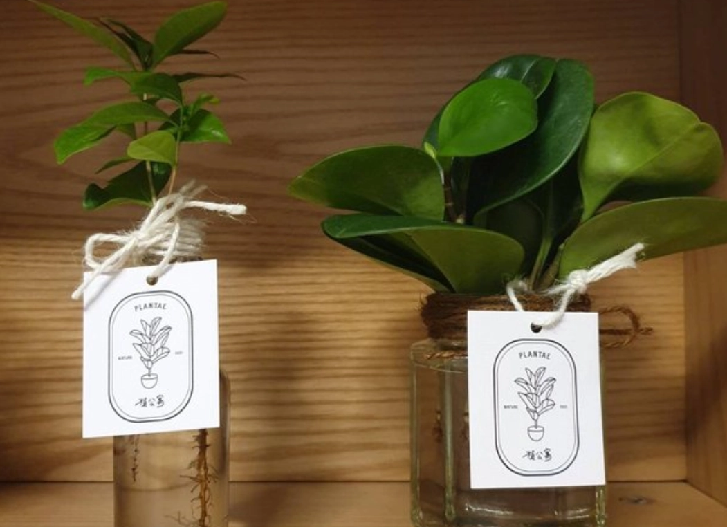 水培植物照顧技巧