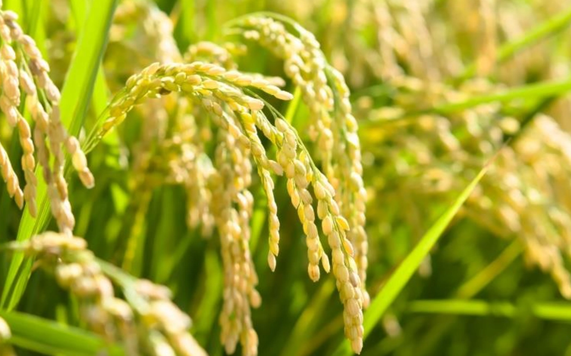 台灣水稻一期作二期作種植時間全攻略：時程、差異與農民實戰