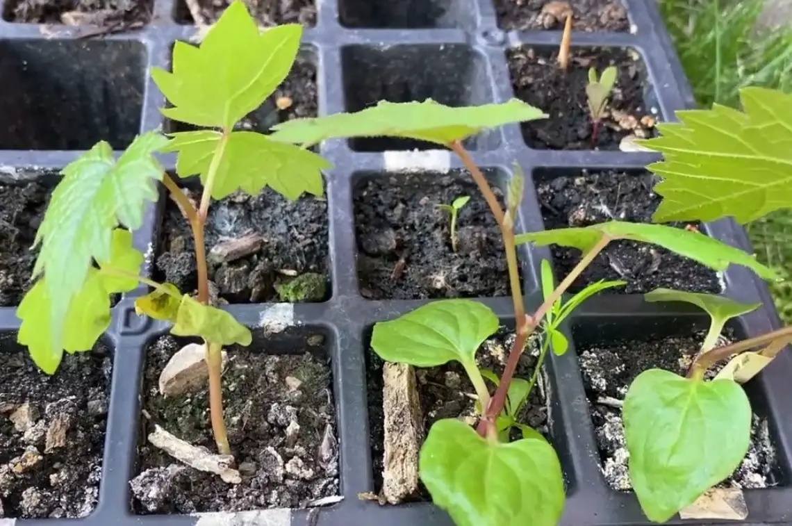 葡萄種子發芽技巧