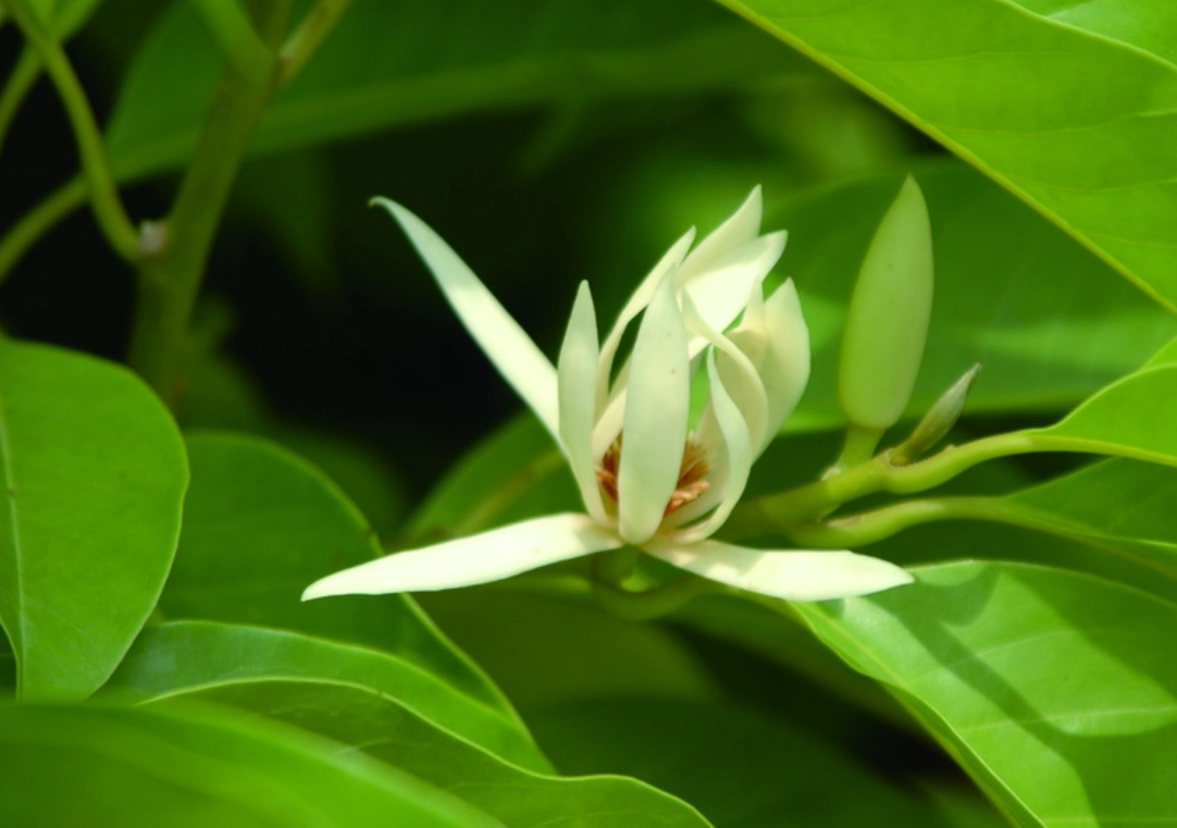 玉蘭花繁殖全攻略：三種方法圖解，新手也能成功