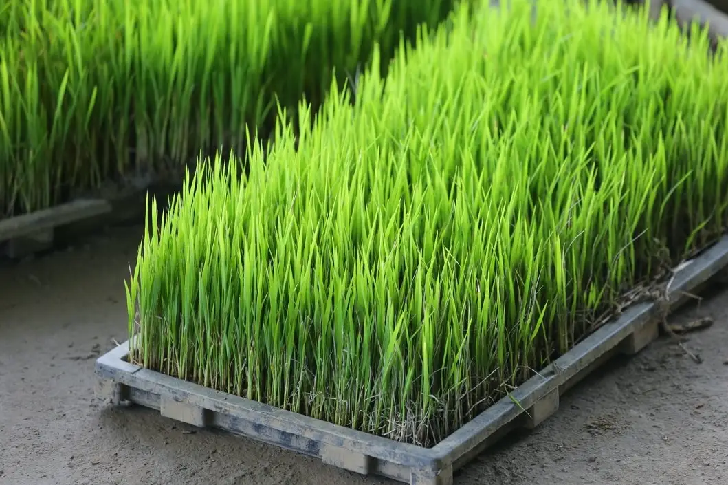 秧苗培育全攻略：從選種到移栽，新手也能成功豐收