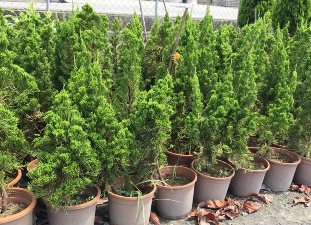 圓柏與龍柏差別在哪？園藝專家教你從葉形、生長到風水一次搞懂