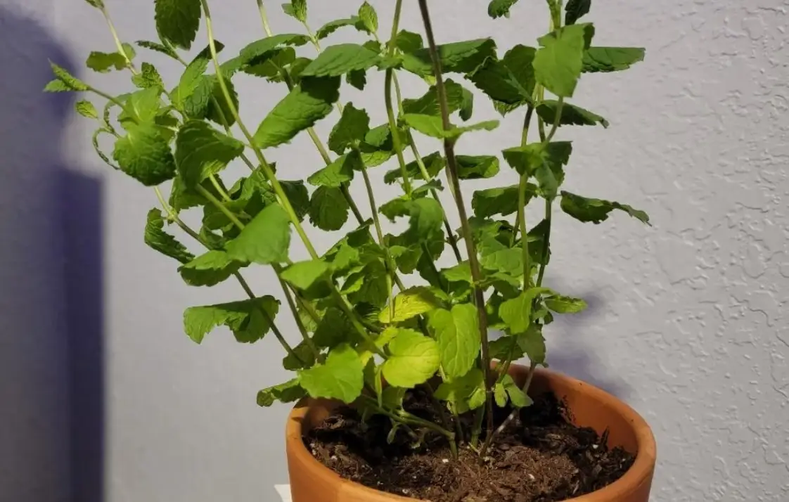 薄荷葉子長不大原因