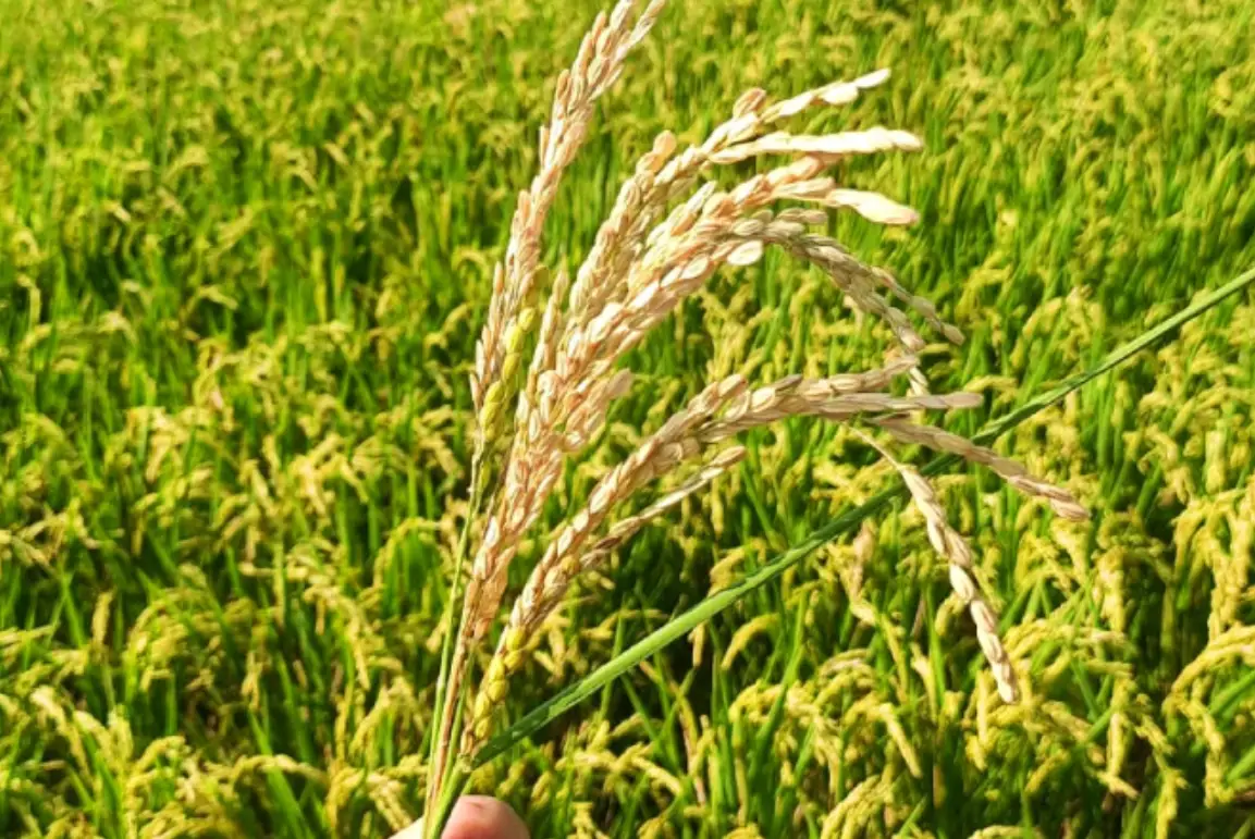 水稻二期作時間