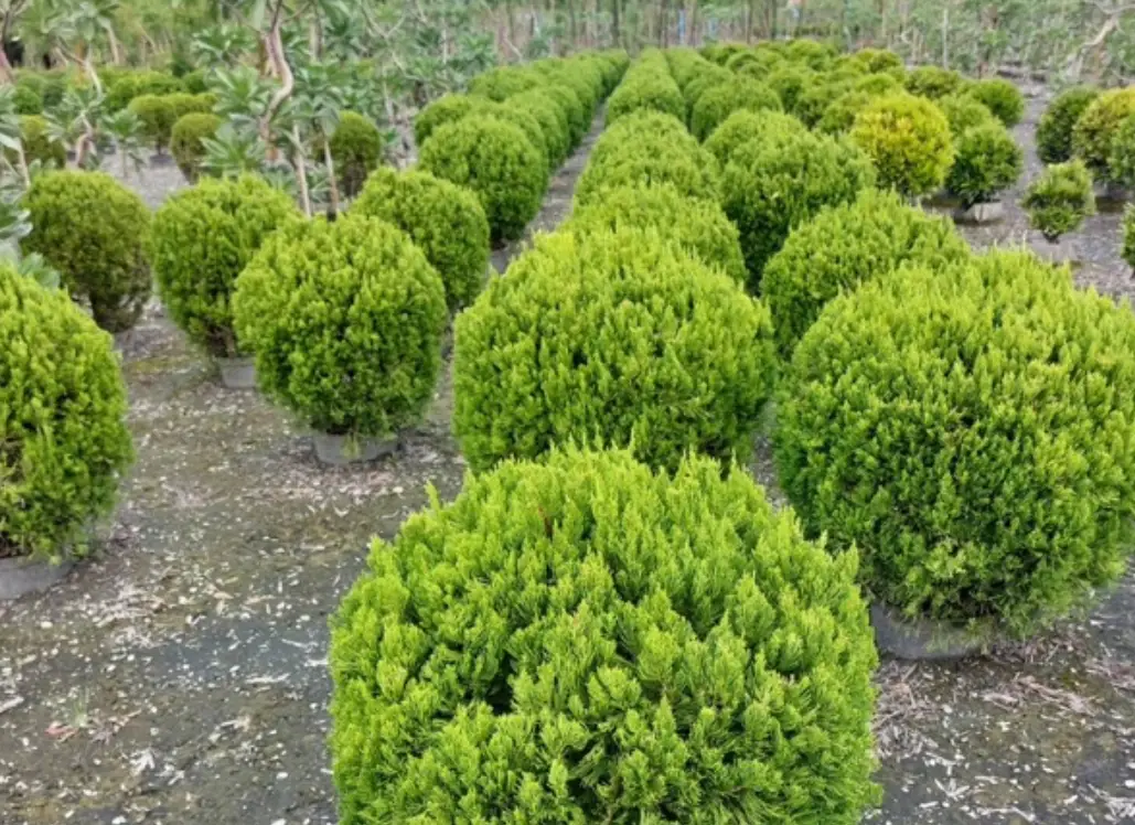 圓柏龍柏差別 圓柏龍柏差別