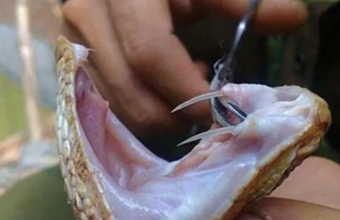 夢見拔蛇牙解析：從恐懼到力量的深度心理轉化