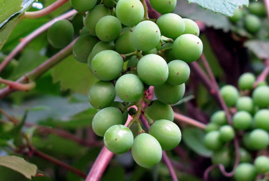 葡萄種植時間全攻略：掌握關鍵時機，提升果實品質與產量