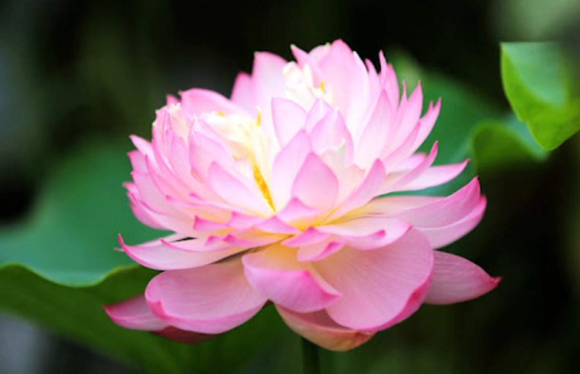 夏日花海全攻略：台灣夏天開的花景點與種植秘訣