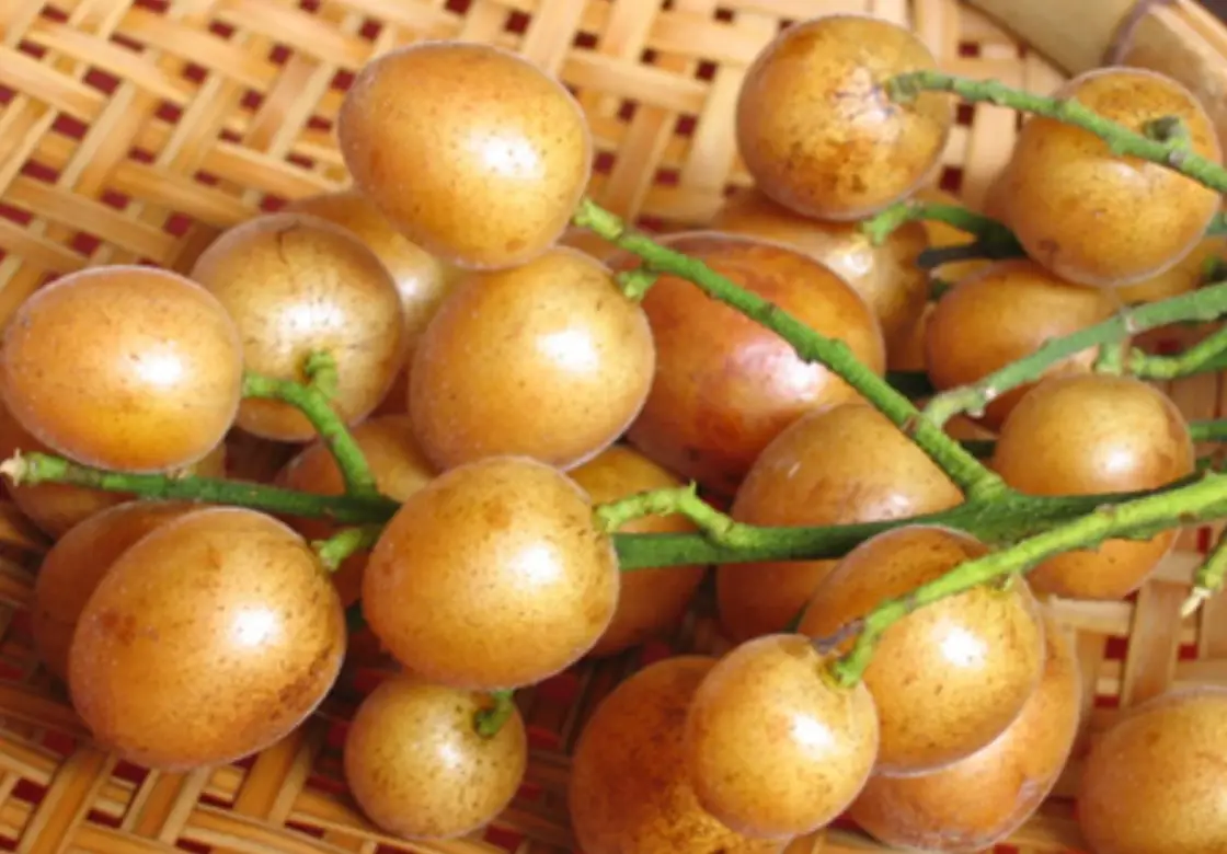 黃皮壞處全解析：中醫師警告這三種人千萬別吃，小心傷身又傷胃