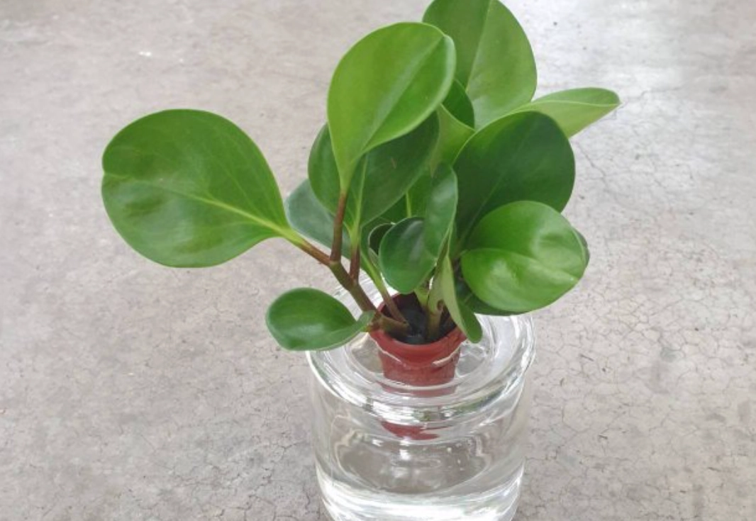 室內綠植養護指南