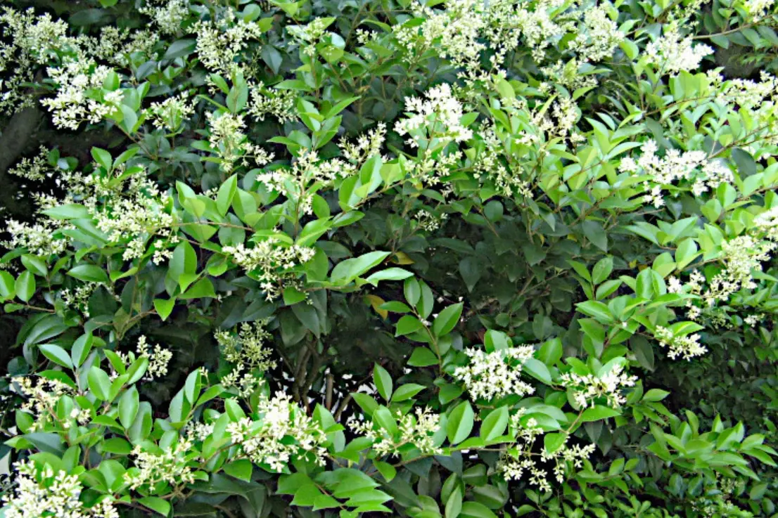 庭院灌木推薦